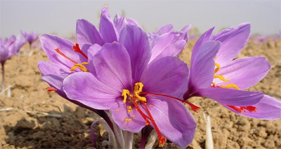 Nhụy hoa nghệ tây - Saffron có thật sự thần thánh không mà chị em nào cũng rủ nhau mua về làm đẹp?